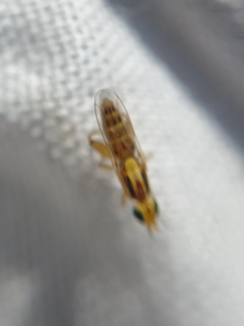 Meromyza