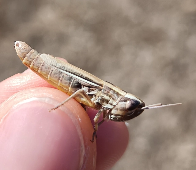 Euchorthippus declivus - rövidszárnyú rétisáska
