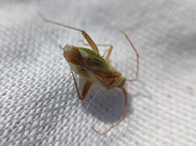 Adelphocoris lineolatus - lucernapoloska