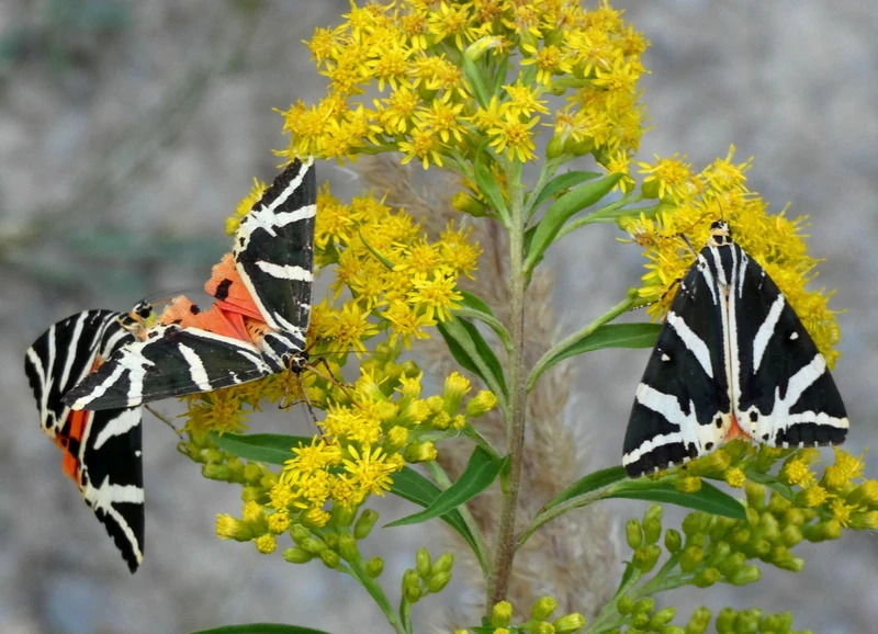 Euplagia quadripunctaria - csíkos medvelepke