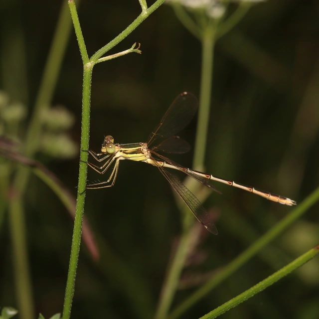 Lestes barbarus - foltosszárnyjegyű rablószitakötő