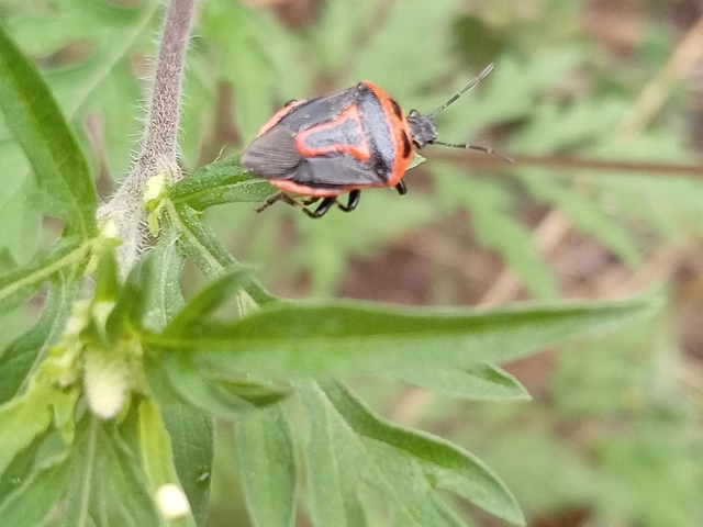 Perillus bioculatus