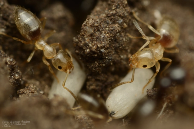 Plagiolepis pygmaea - lapos törpehangya