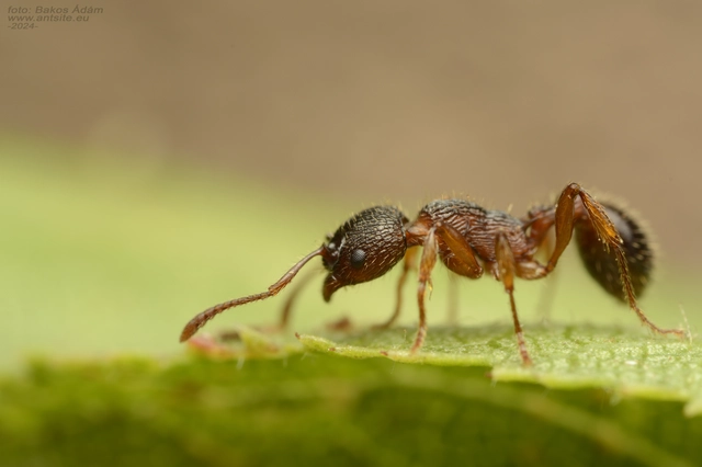 Myrmica schencki - kétszínű bütyköshangya