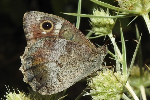 Hipparchia statilinus - homoki szemeslepke