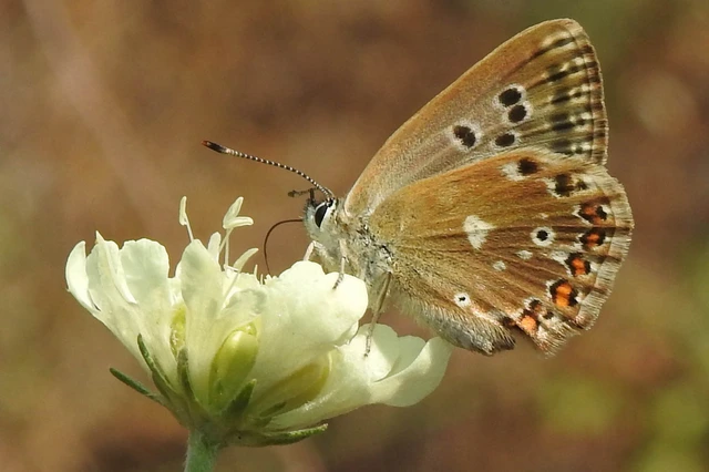 Polyommatus coridon - ezüstkék boglárka
