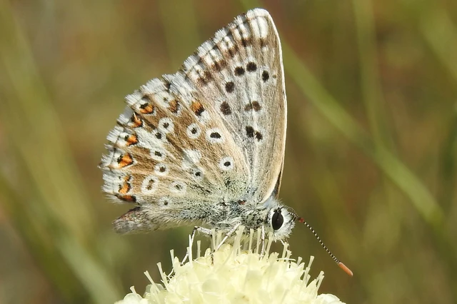 Polyommatus coridon - ezüstkék boglárka