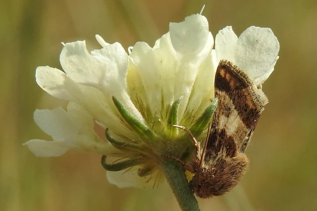 Schinia cognata - nyúlparéj-nappalibagoly