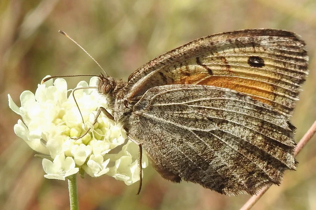 Arethusana arethusa - közönséges szemeslepke