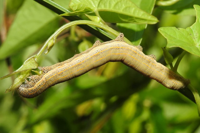 Anophia leucomelas - déli folyófűbagoly Anophia leucomelas - déli folyófűbagoly