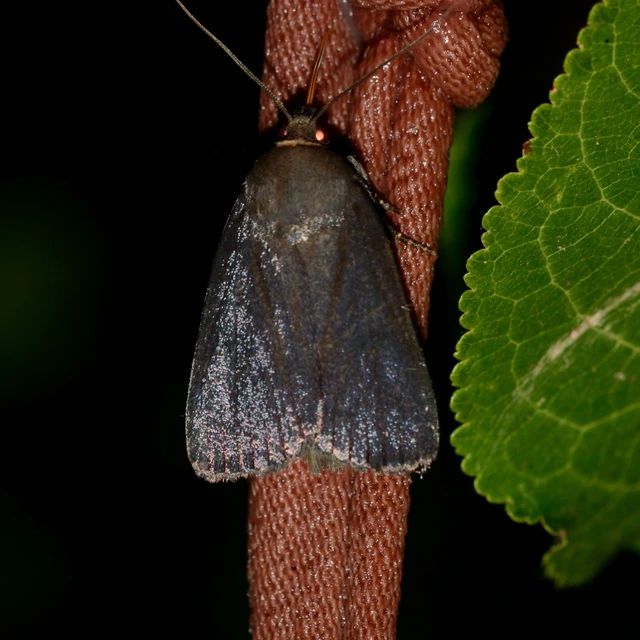 Amphipyra livida - zsírfényű bagoly