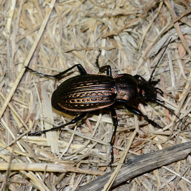 Carabus ulrichii - rezes futrinka Carabus ulrichii - rezes futrinka