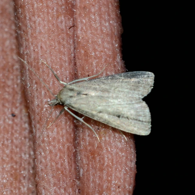 Schrankia costaestrigalis - keskenyszárnyú karcsúbagoly
