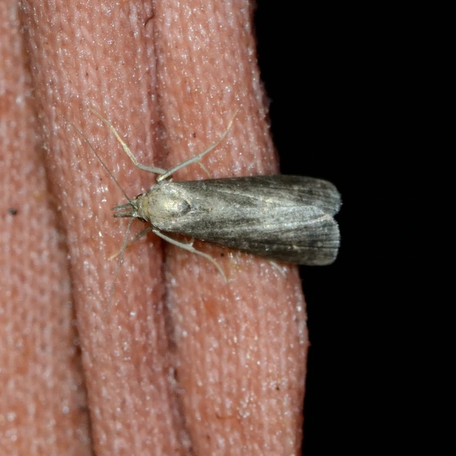 Schrankia costaestrigalis - keskenyszárnyú karcsúbagoly