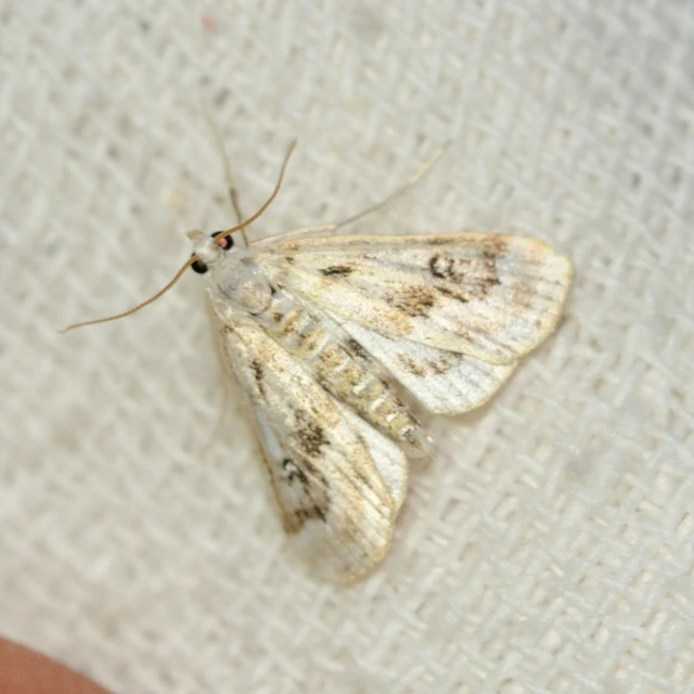 Parapoynx stratiotata - közönséges vízimoly