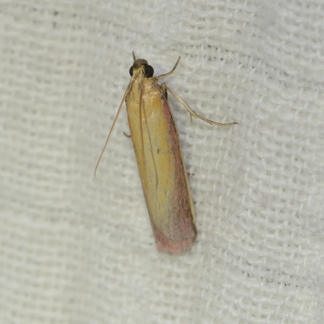 Oncocera semirubella - lucernamoly