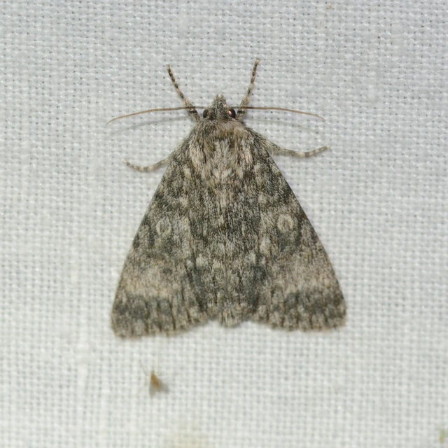Acronicta megacephala - nagyfejű szigonyosbagoly