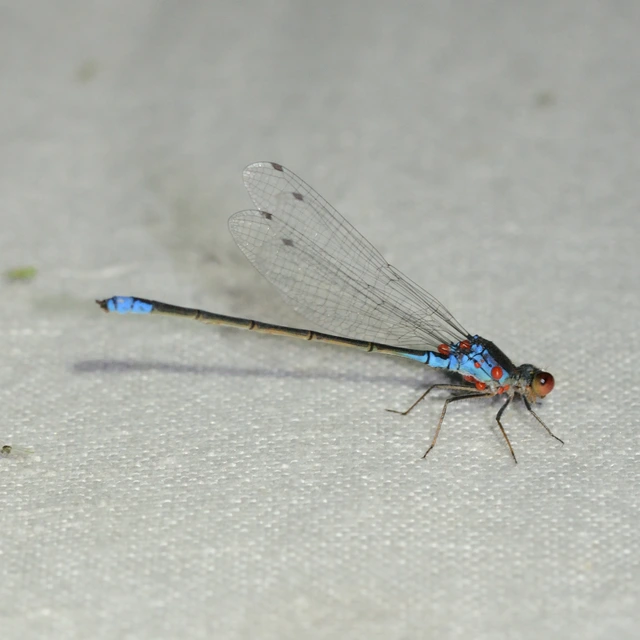Erythromma viridulum - kis pirosszemű-légivadász