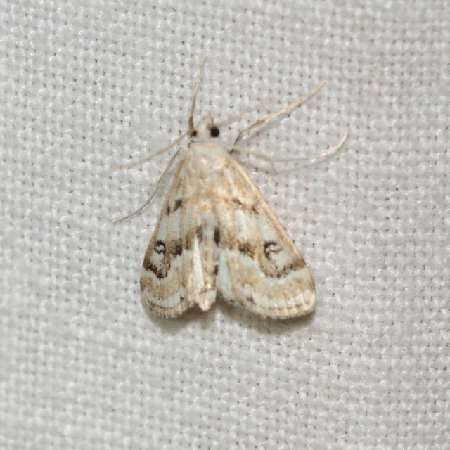 Parapoynx stratiotata - közönséges vízimoly