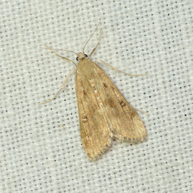 Parapoynx stratiotata - közönséges vízimoly