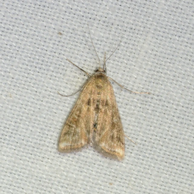 Cataclysta lemnata - békalencsemoly