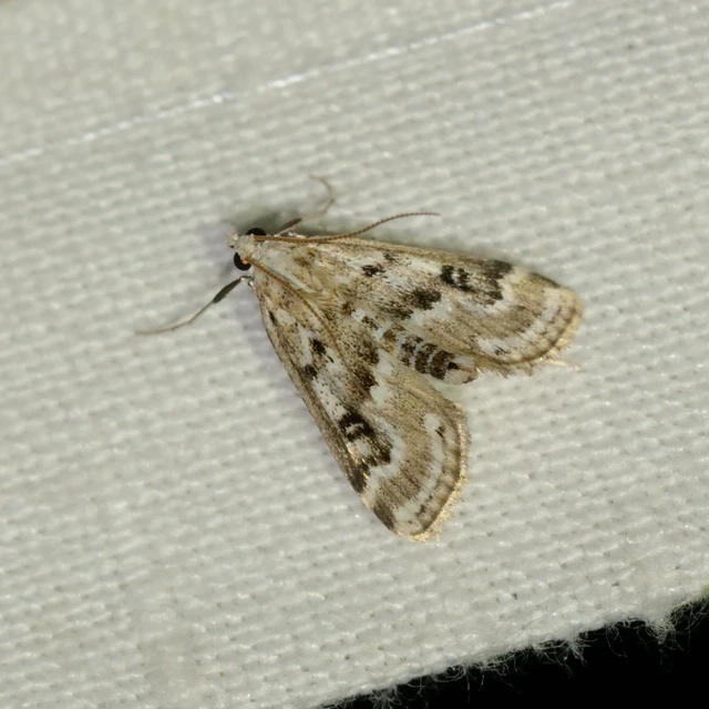 Parapoynx stratiotata - közönséges vízimoly