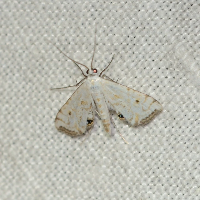 Cataclysta lemnata - békalencsemoly