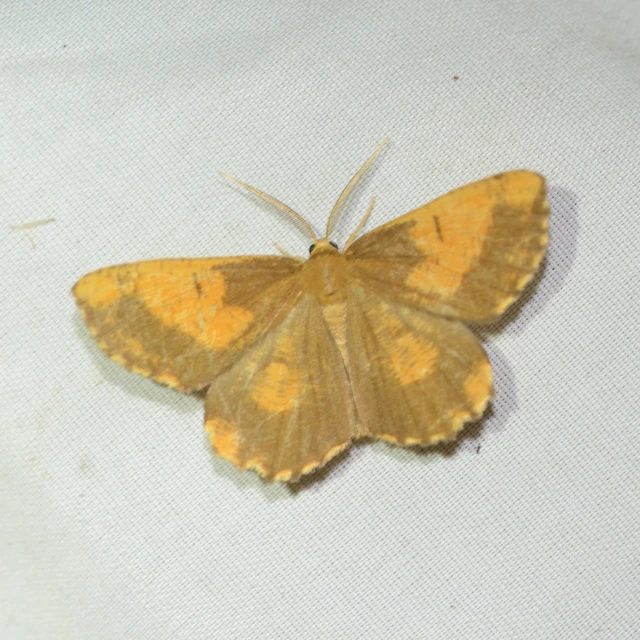 Angerona prunaria - sárga kökényaraszoló