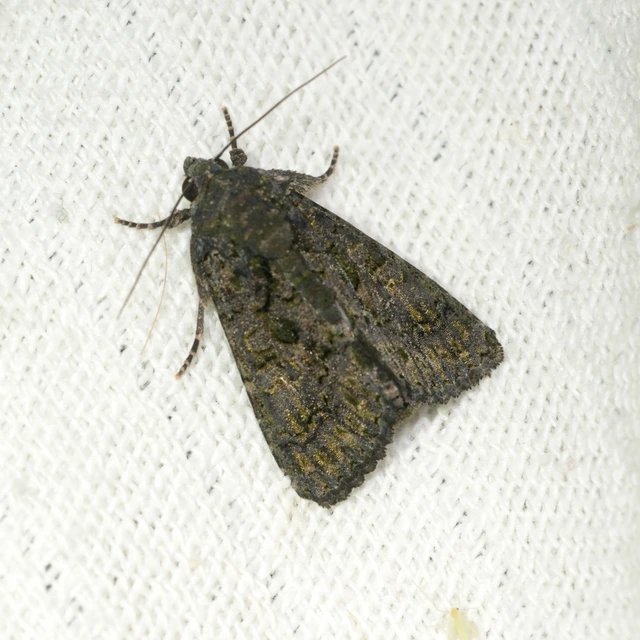 Anophia leucomelas - déli folyófűbagoly Anophia leucomelas - déli folyófűbagoly