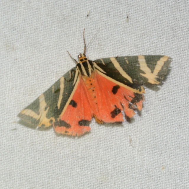 Euplagia quadripunctaria - csíkos medvelepke