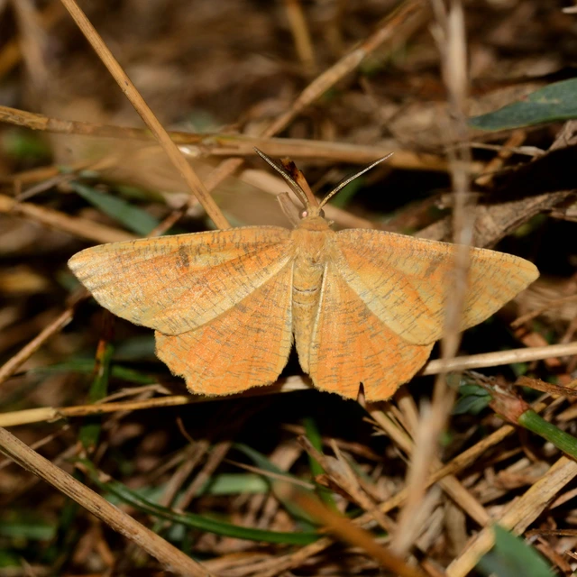 Angerona prunaria - sárga kökényaraszoló