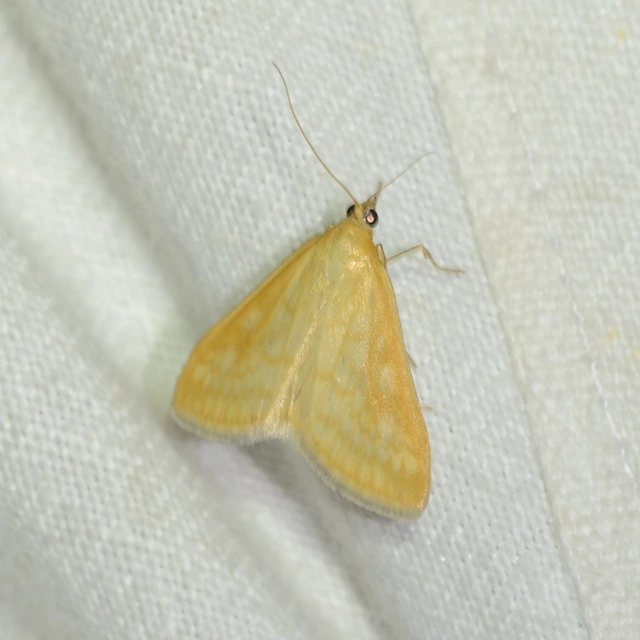 Sitochroa verticalis - világossárga dudvamoly