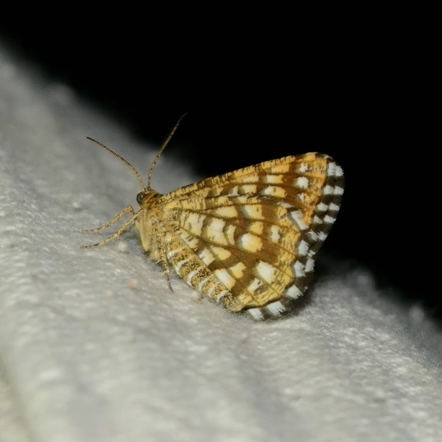 Chiasmia clathrata - rácsos rétiaraszoló