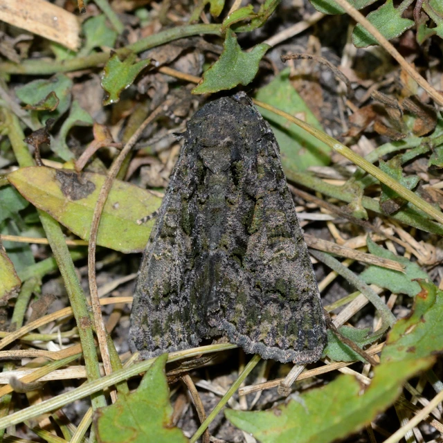 Anophia leucomelas - déli folyófűbagoly Anophia leucomelas - déli folyófűbagoly