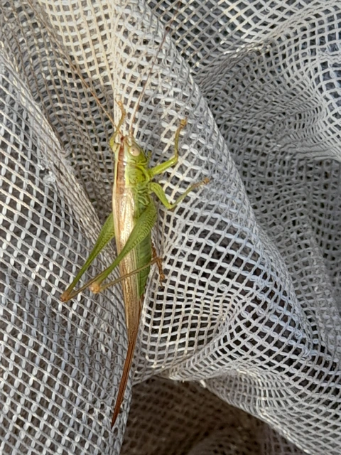 Conocephalus fuscus - kis kúpfejűszöcske