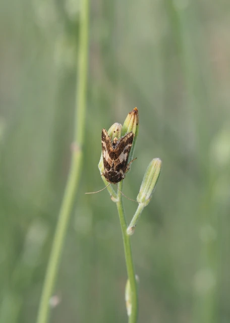 Schinia cognata - nyúlparéj-nappalibagoly