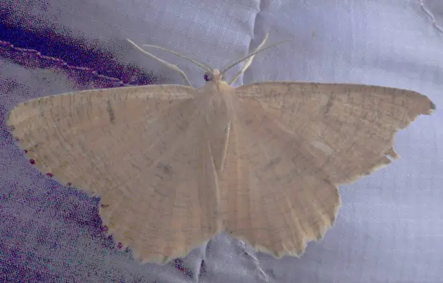 Angerona prunaria - sárga kökényaraszoló