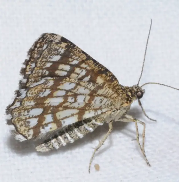 Chiasmia clathrata - rácsos rétiaraszoló