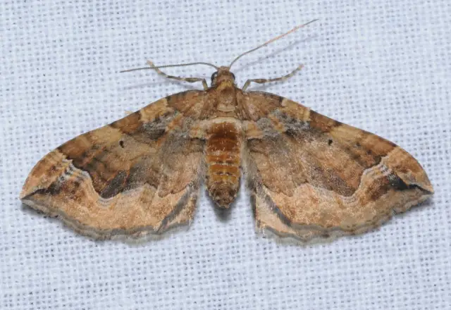 Pelurga comitata - nagy tarkaaraszoló