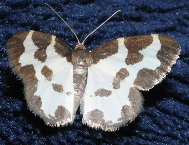 Lomaspilis marginata - szegélyes nyárfaaraszoló