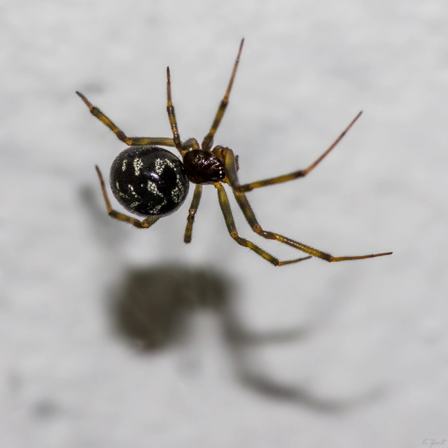 Steatoda triangulosa - háromszöges faggyúpók