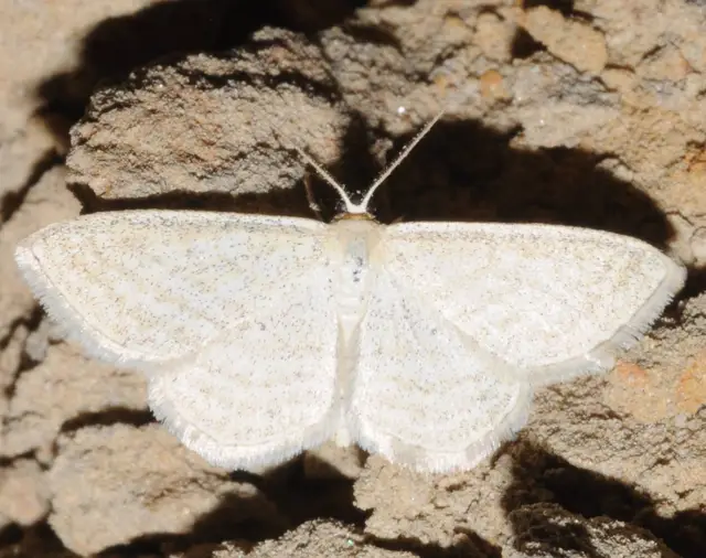 Scopula virgulata - vesszős sávosaraszoló