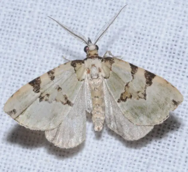 Colostygia pectinataria - zöld levélaraszoló