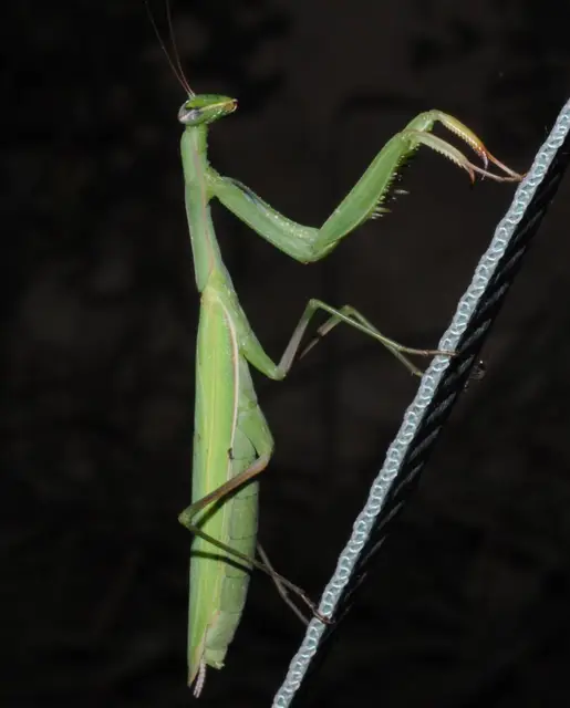Mantis religiosa - imádkozósáska
