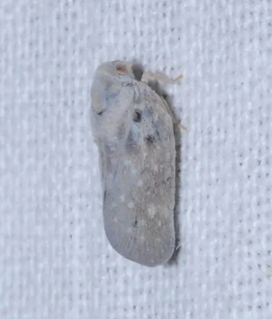 Metcalfa pruinosa - amerikai lepkekabóca