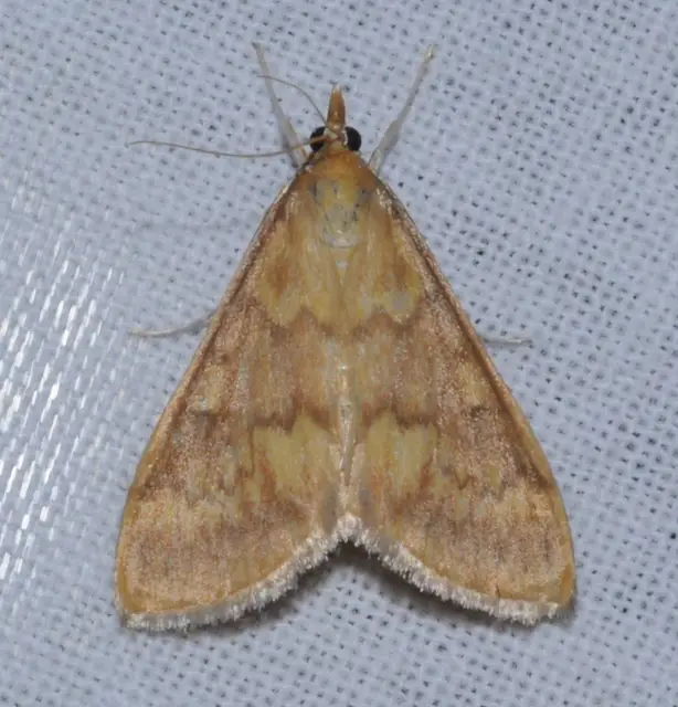 Ostrinia nubilalis - kukoricamoly