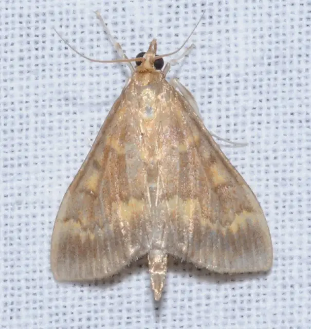 Ostrinia nubilalis - kukoricamoly