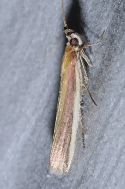Oncocera semirubella - lucernamoly