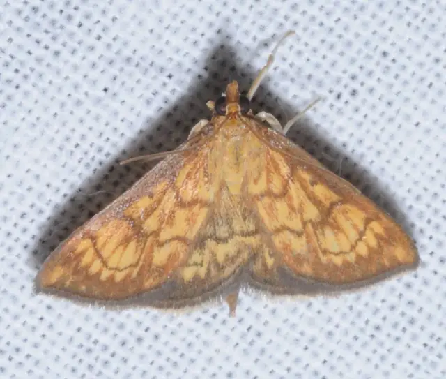 Ecpyrrhorrhoe rubiginalis - rozsdavörös tűzmoly