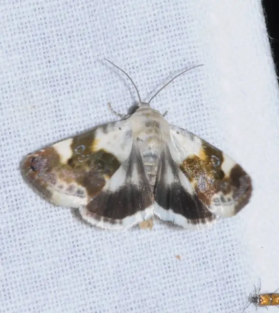 Acontia lucida - fehér nappalibagoly